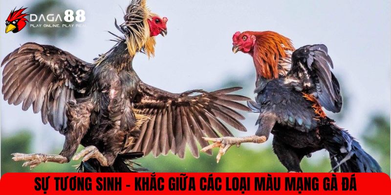 Sự tương sinh - khắc giữa các loại màu mạng gà đá