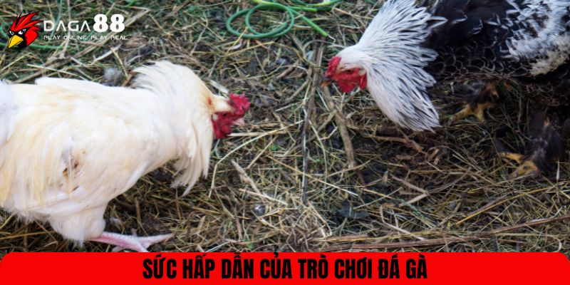 Sức hấp dẫn của trò chơi đá gà