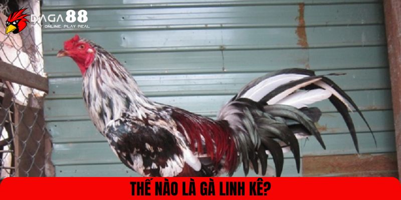 Thế nào là gà linh kê?