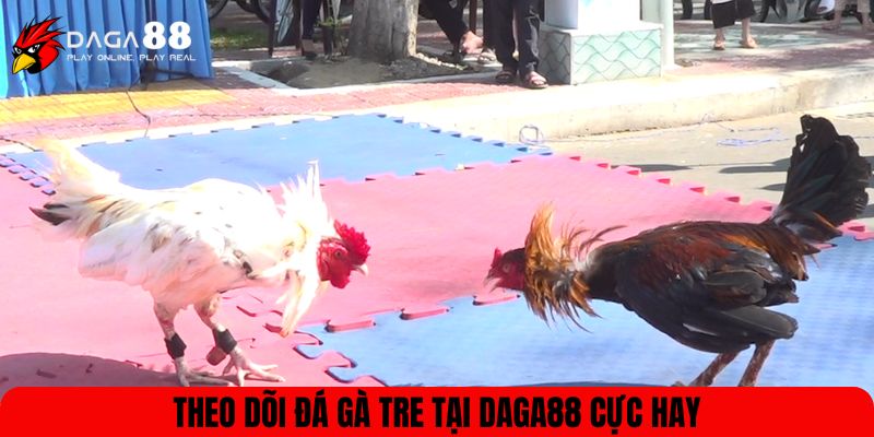 Theo dõi đá gà tre tại DAGA88 cực hay