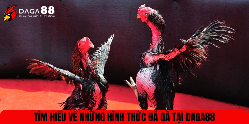 Tìm hiểu về những hình thức đá gà tại DAGA88