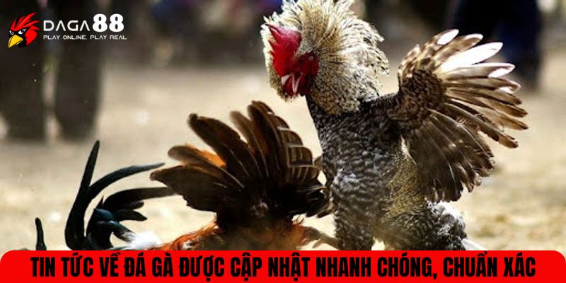 Tin tức về đá gà được cập nhật nhanh chóng, chuẩn xácTin tức về đá gà được cập nhật nhanh chóng, chuẩn xác