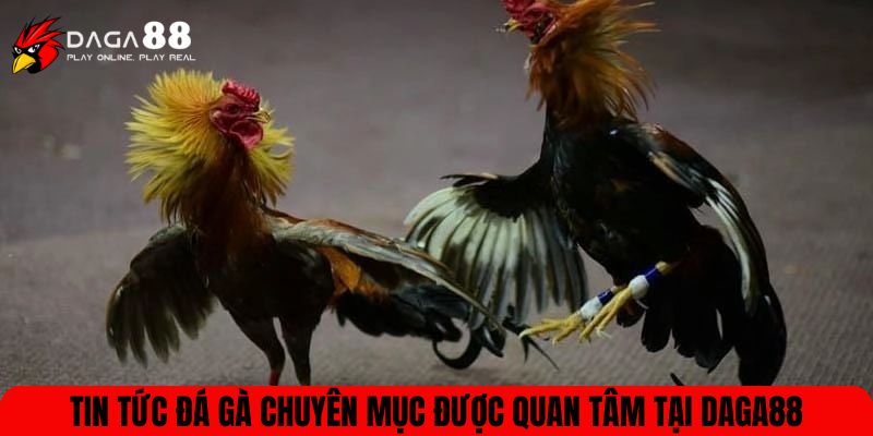 Tin tức đá gà chuyên mục được quan tâm tại DAGA88
