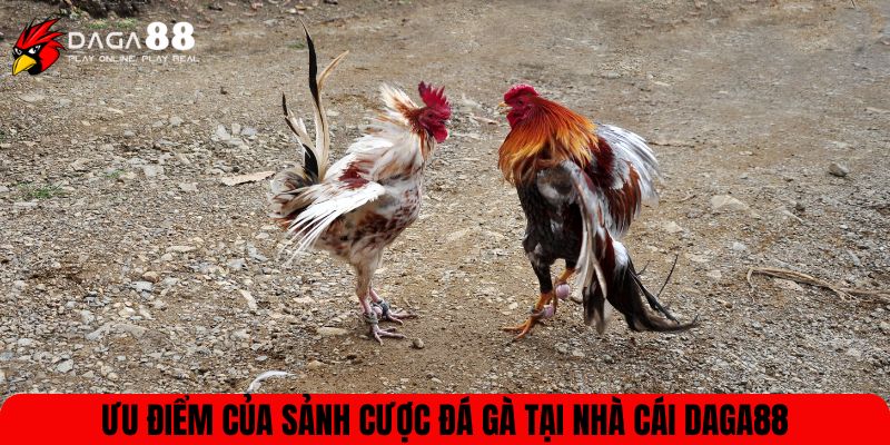 Ưu điểm của sảnh cược đá gà tại nhà cái DAGA88